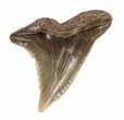 Fossil Hemipristis Shark Tooth - Maryland #42564-1